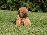 SHAR-PEI 920